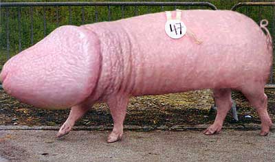 &iquest;QUIEN ES ESTA POLLA?