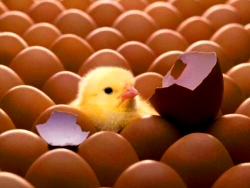 FELIZ Y DADES PAT Y JAZZ